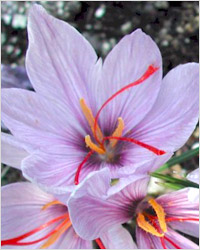 Шафран – это высушенные рыльца пестиков пурпурного крокуса (Crocus sativus)