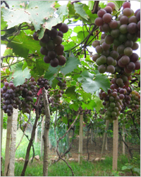 грузинский виноград