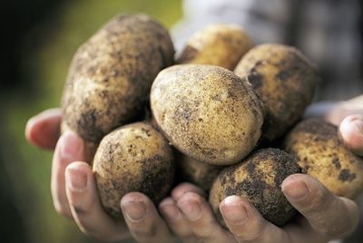 Китайцы намерены выращивать картофель на Луне