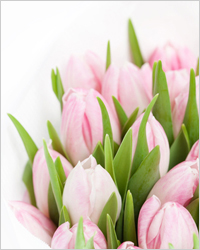 Тюльпаны - Поздравления и тосты на 8 Марта