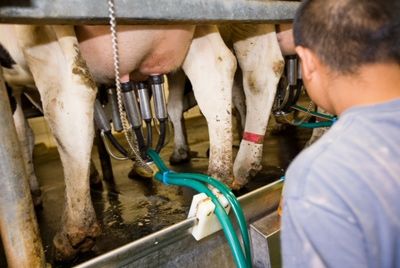 Китайская фермерша казнёна за отравление молока