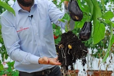 В Великобритании создали растение, дающее баклажаны и картофель