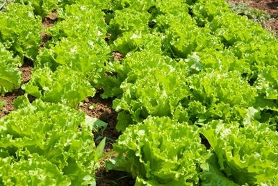 Японские роботы будут выращивать салат