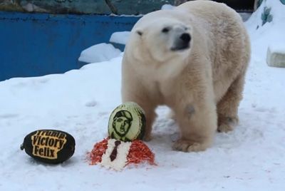 Белого медведя, предсказавшего победу Трампа, наградили тортом