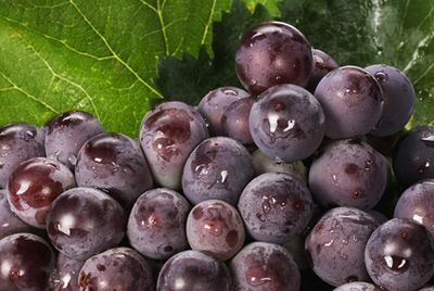 Итальянские виноградники могут получить статус Всемирного наследия ЮНЕСКО
