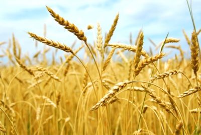 В России будут выращивать органическое зерно