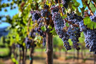 Воры украли 700 кг винограда из швейцарских виноградников