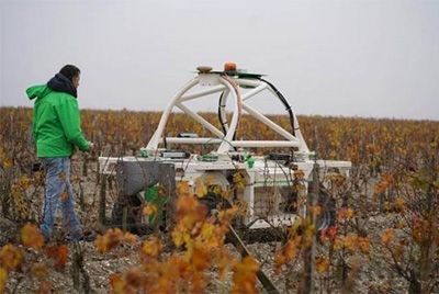 На европейских виноградниках могут появиться роботы
