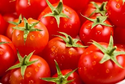 Уральские ученые разрабатывают уникальный сорт томатов 