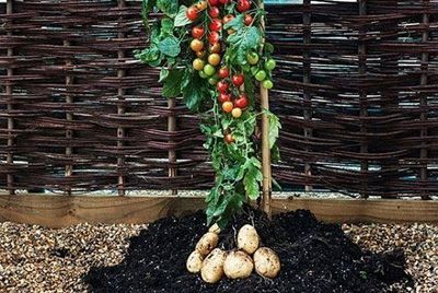 Гибрид томата и картофеля стал овощем года 2018 в Австрии