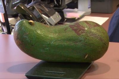 Гавайский фермер выращивает авокадо весом более 2,7 кг