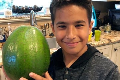 На Гавайях вырос гигантский авокадо