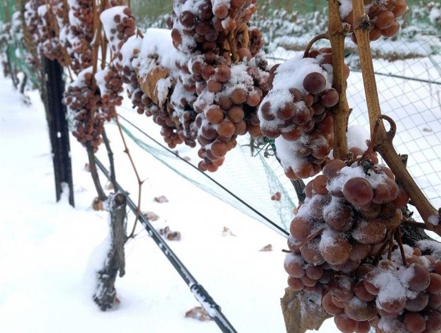 Германия впервые осталась без урожая для «ледяного вина»