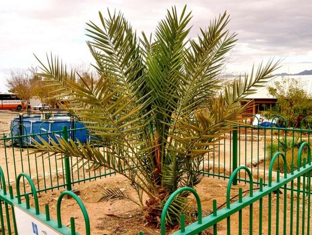 В Израиле вырастили финиковые пальмы из 2000-летних семян