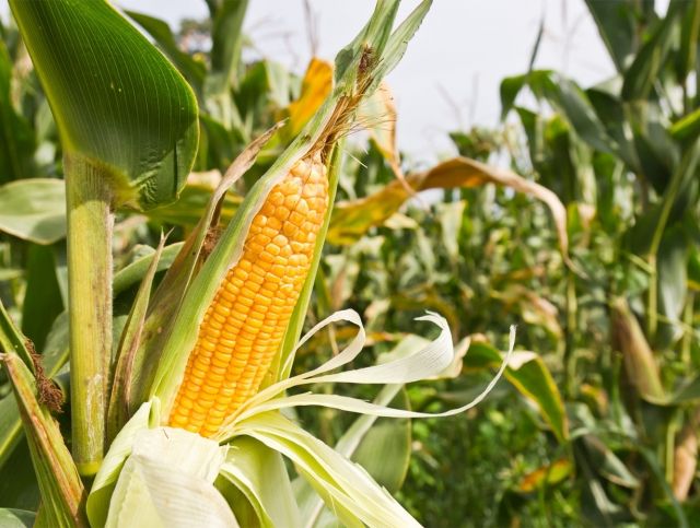В Ингушетии вырастили кукурузу из зерен возрастом 100 лет
