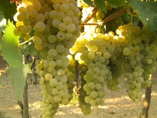 Изменение климата вынуждает производителей коньяка экспериментировать с новыми сортами винограда 