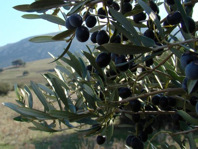 Европейским оливковым плантациям угрожает неизлечимая болезнь