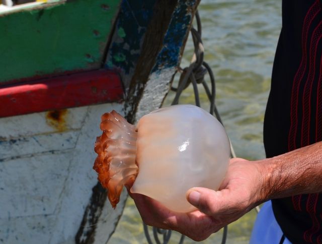 Австралийские ученые призывают заменить рыбу в ресторанах на медуз