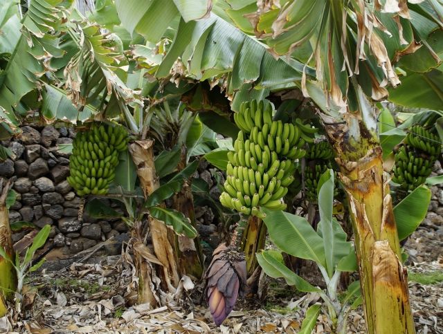 В Эквадоре из-за извержения вулкана пострадали банановые плантации
