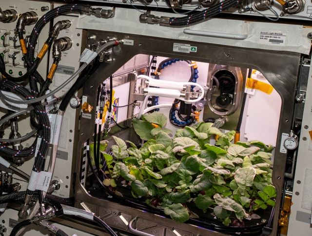 NASA собрала урожай космического редиса