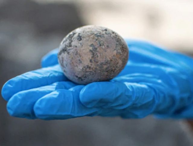 Археологами Израиля обнаружено куриное яйцо 1000-летней давности