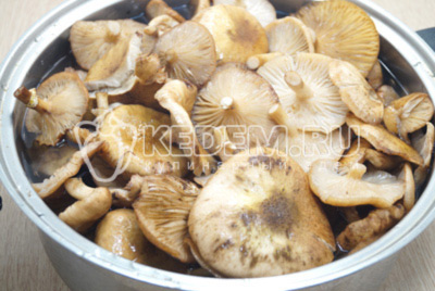 Хорошо промыть грибы и выложить в кастрюлю. Залить водой, так чтобы грибы полностью были прикрыты.